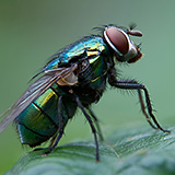 Insects